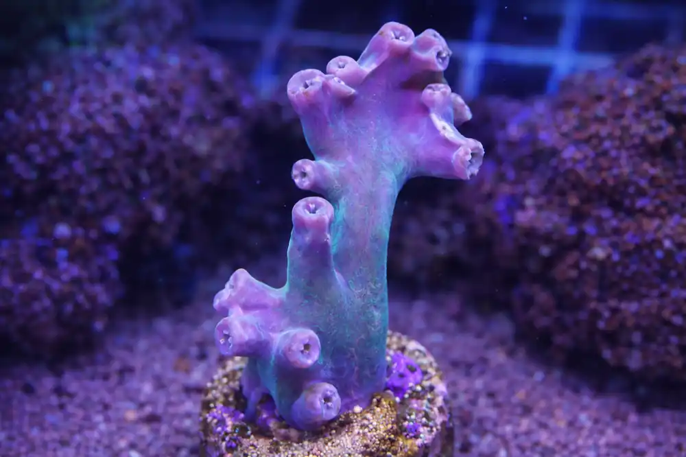 Branching Turbinaria - Natural Environment Aquatix