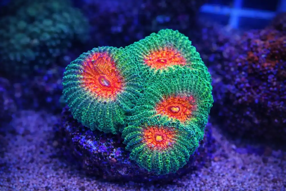 Special Favia - Natural Environment Aquatix