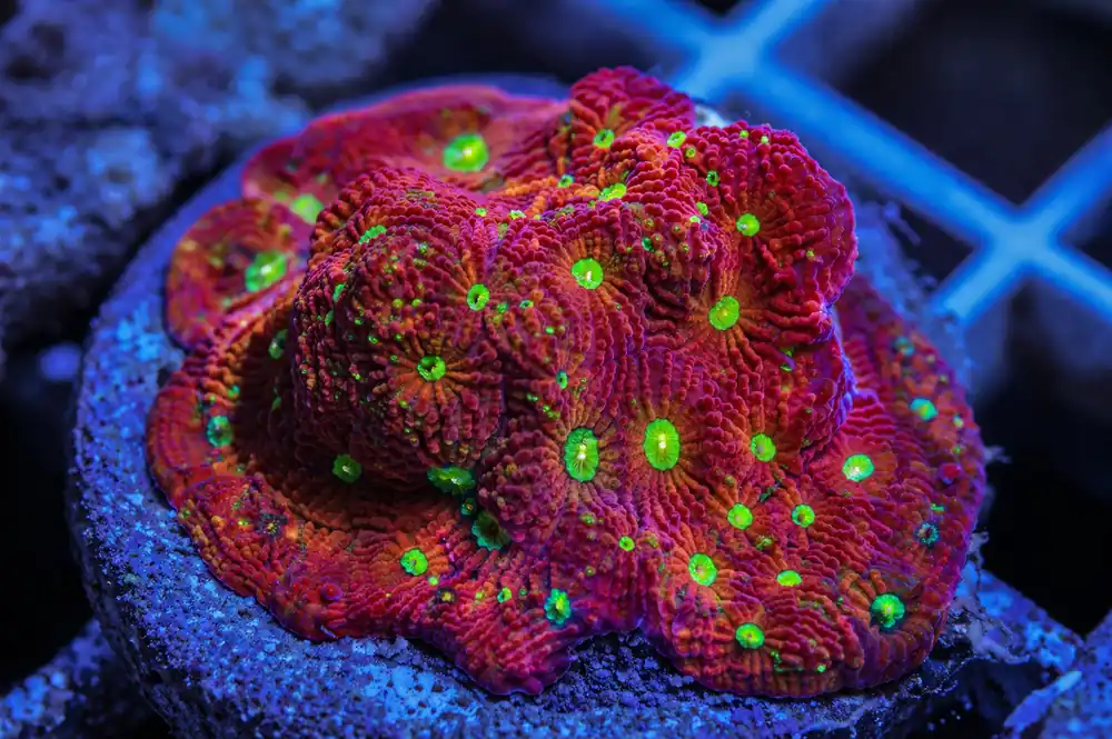 Red Pineapple Favites Coral - Natural Environment Aquatix