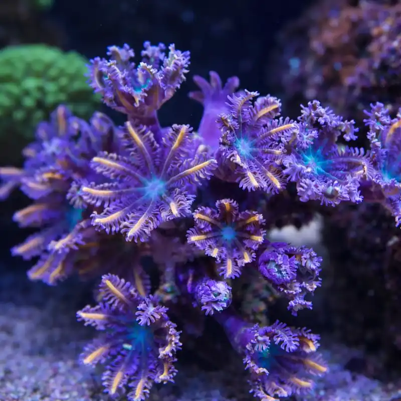 Clove Polyp - Natural Environment Aquatix