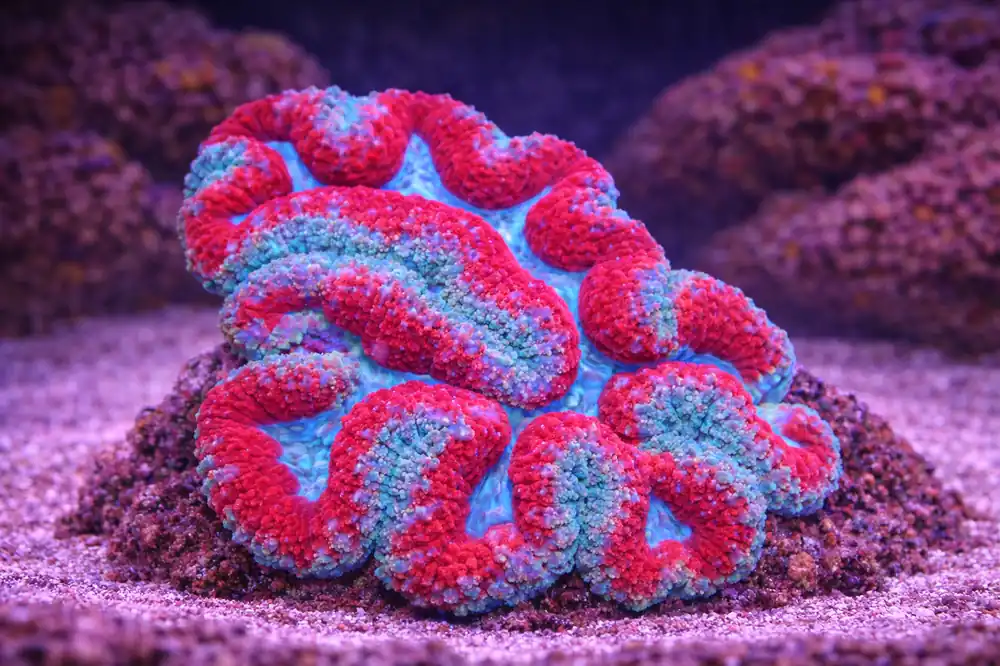 2 Color Symphyillia Coral - Natural Environment Aquatix