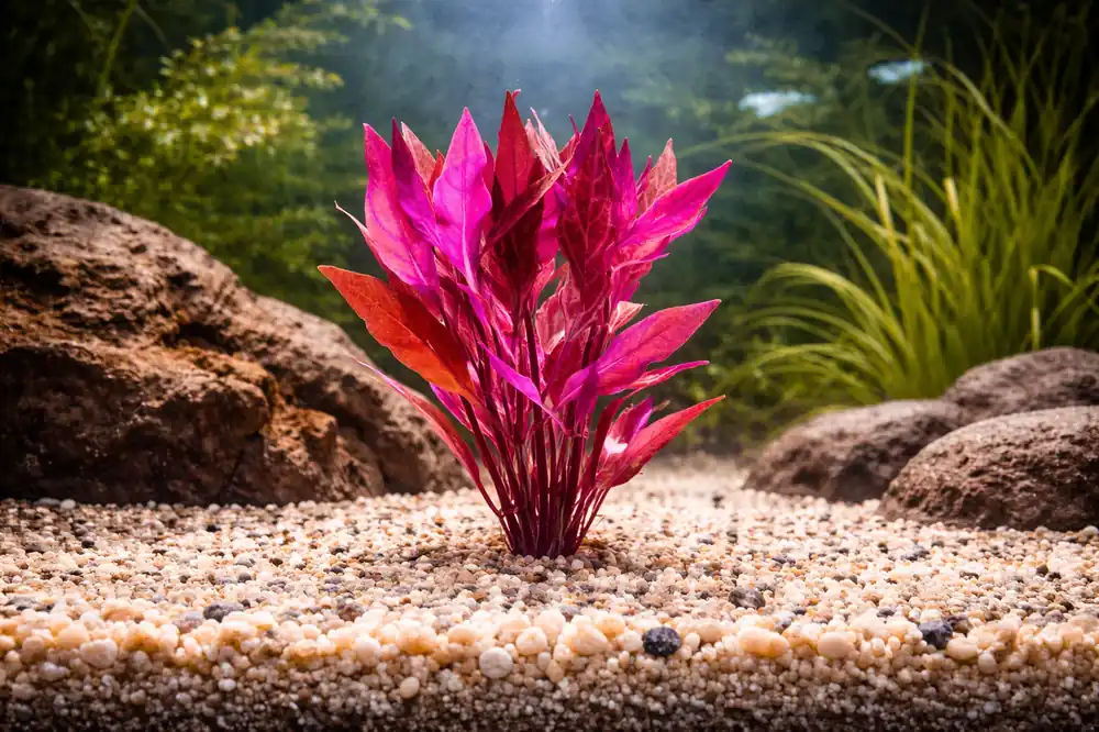 Alternanthera Rosanervig Aquatic Plant - Emark Tropical Imports