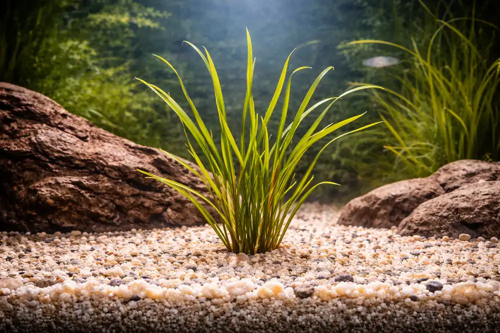 Cryptocoryne Retrospiralis Aquatic Plant - Emark Tropical Imports