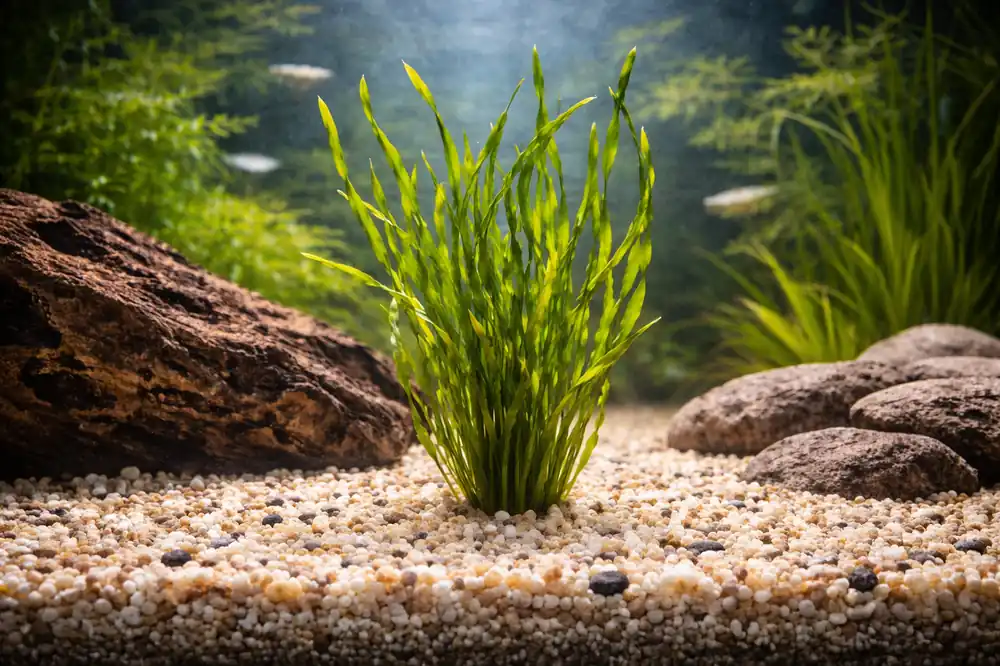 Vallisneria Americana Aquatic Plant - Emark Tropical Imports