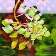 Ludwigia Sedioides Aquatic Plant - Natural Environment Aquatix
