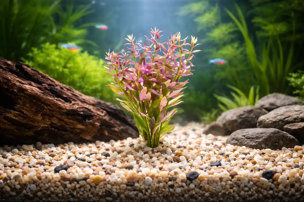Limnophila Aromatic Aquatic Plant - Natural Environment Aquatix