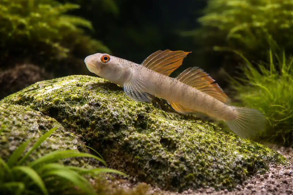 Orange Fin Stiphodon Goby - Natural Environment Aquatix