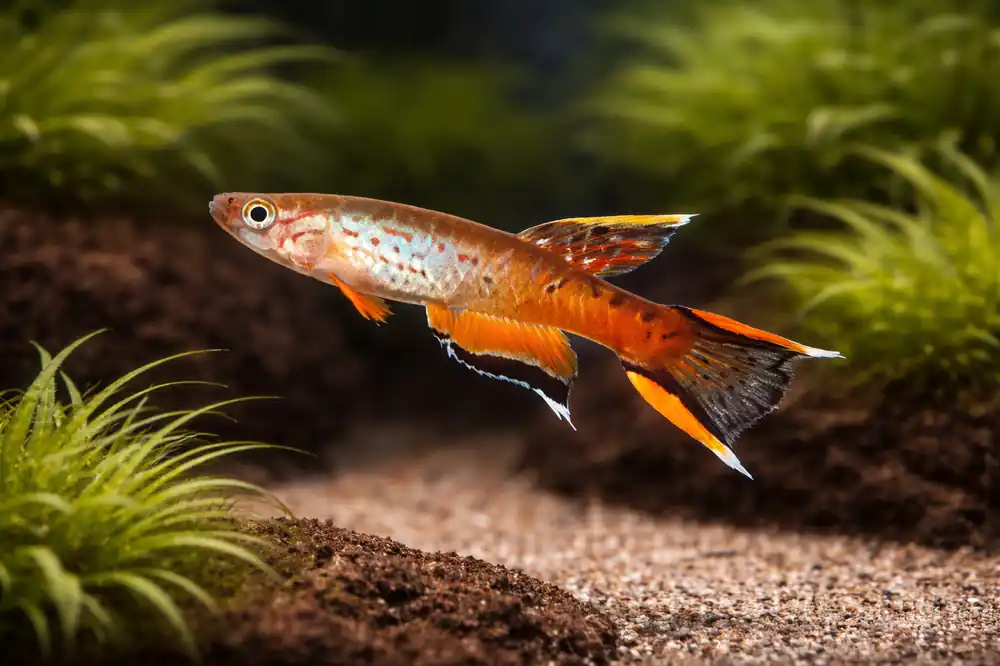 Chocolate Australi Killifish (Male) - Natural Environment Aquatix