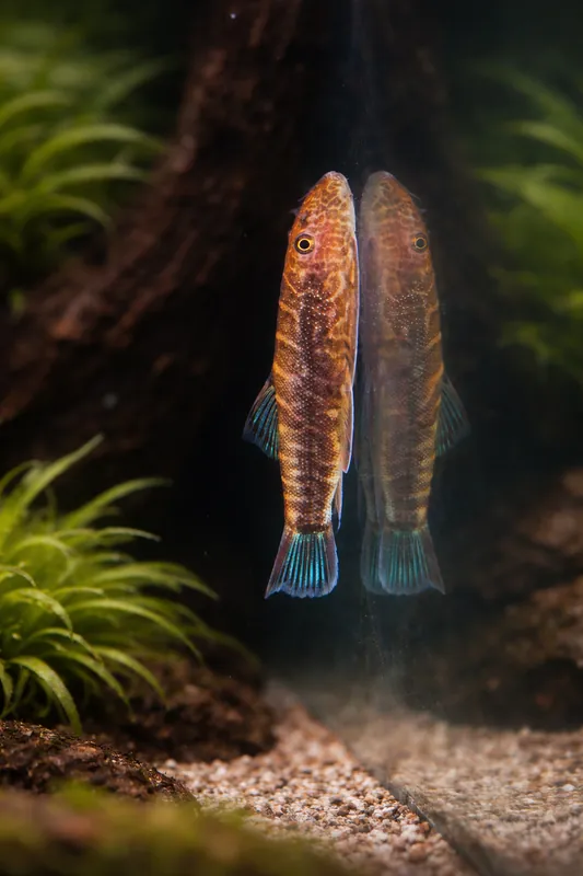 Zebra Hillstream Loach - Emark Tropical Imports