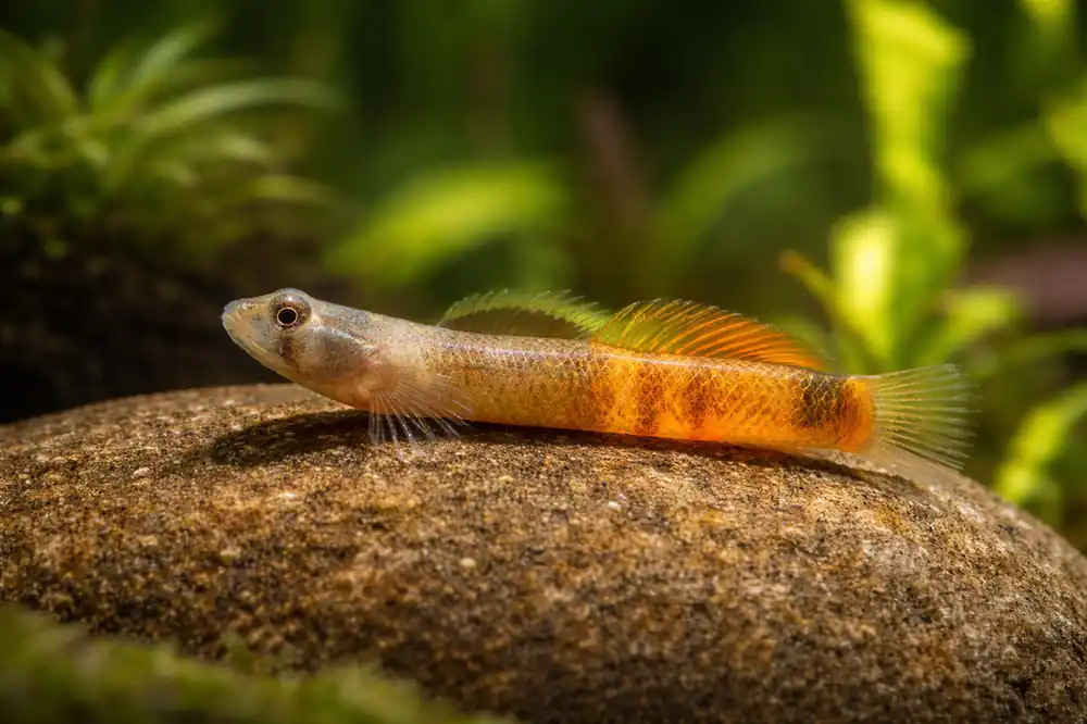 Red Belted Goby - Natural Environment Aquatix