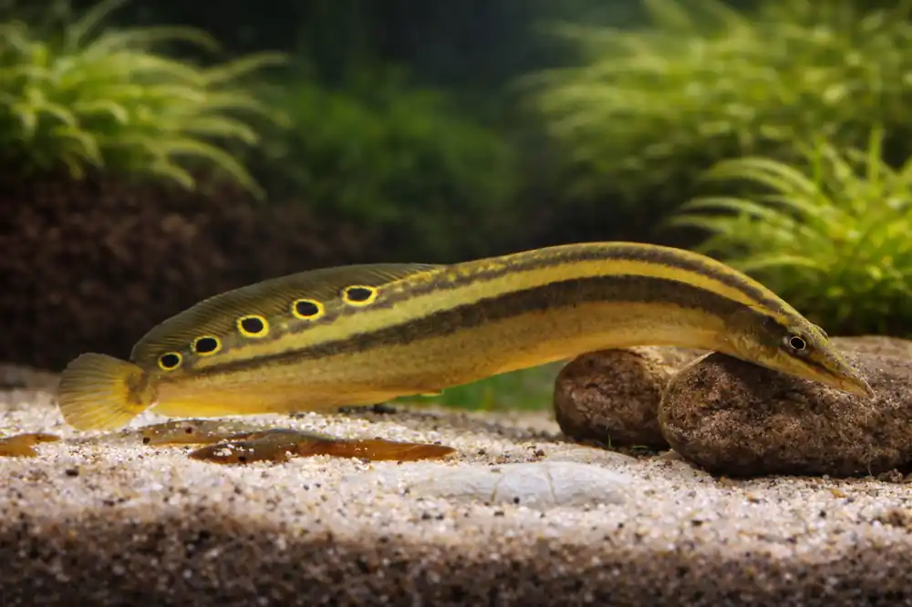 Indian Peacock Eel - Natural Environment Aquatix