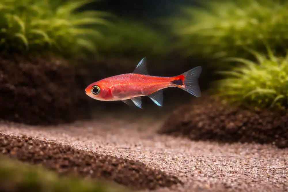 Ruby Tetra - Natural Environment Aquatix