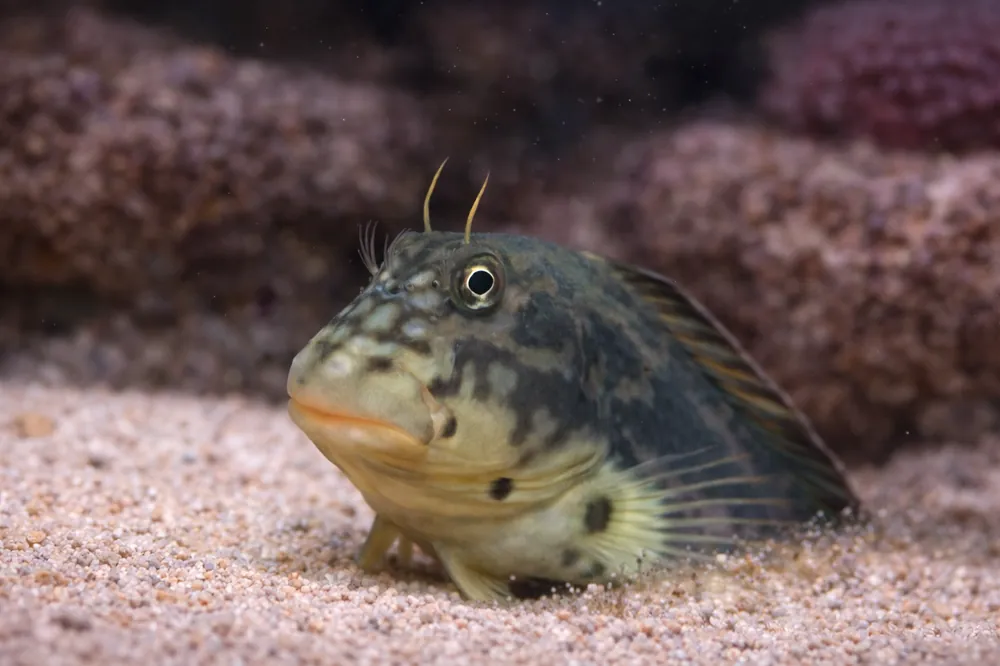 Horse Face Blenny - Natural Environment Aquatix