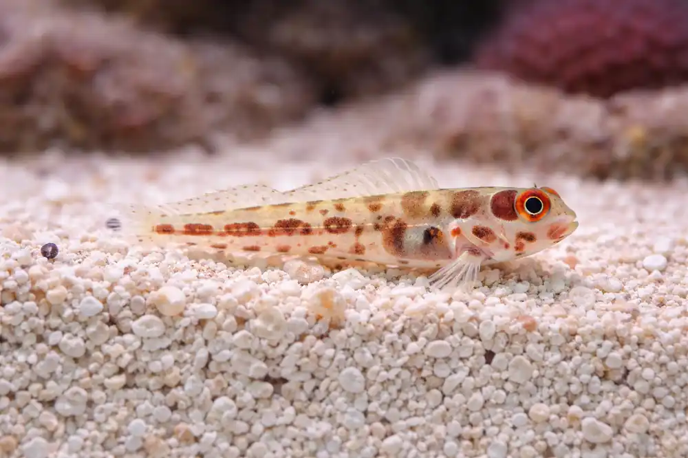 Barnacle Blenny - Natural Environment Aquatix