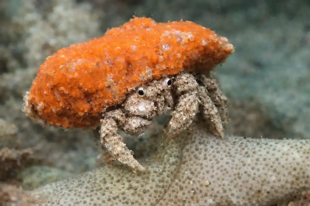 Sponge Crab - Natural Environment Aquatix
