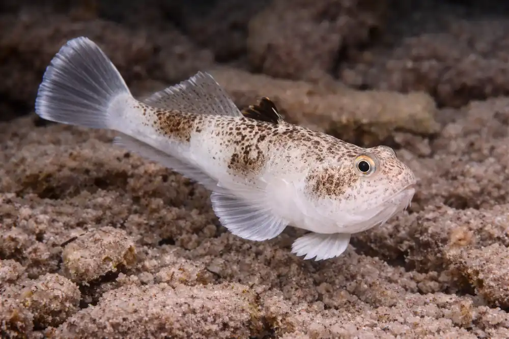 Stargazer Blenny - Natural Environment Aquatix