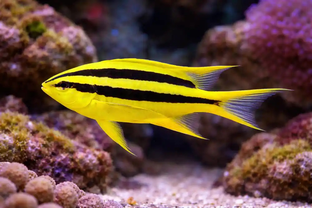 Black & Gold Chromis - Natural Environment Aquatix