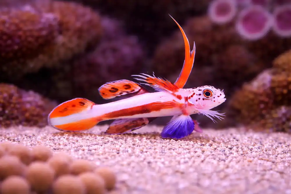 Flaming Prawn Goby - Natural Environment Aquatix