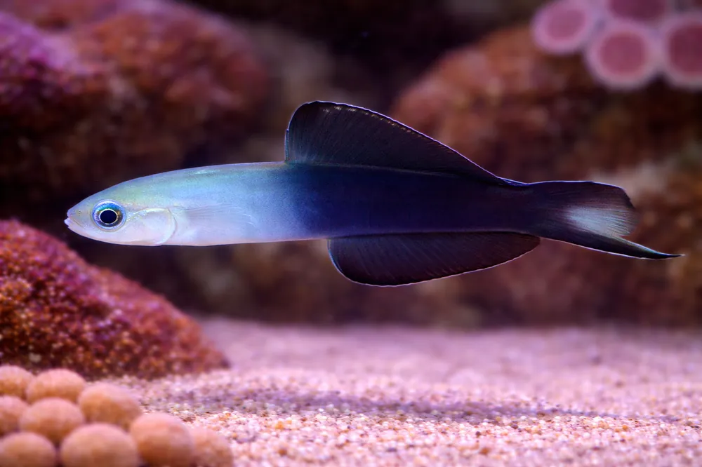 Scissortail Goby - Natural Environment Aquatix