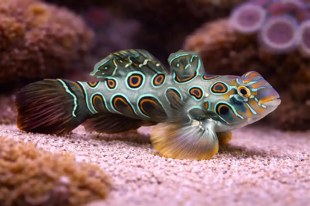 Yellow Mandarin Goby - Natural Environment Aquatix