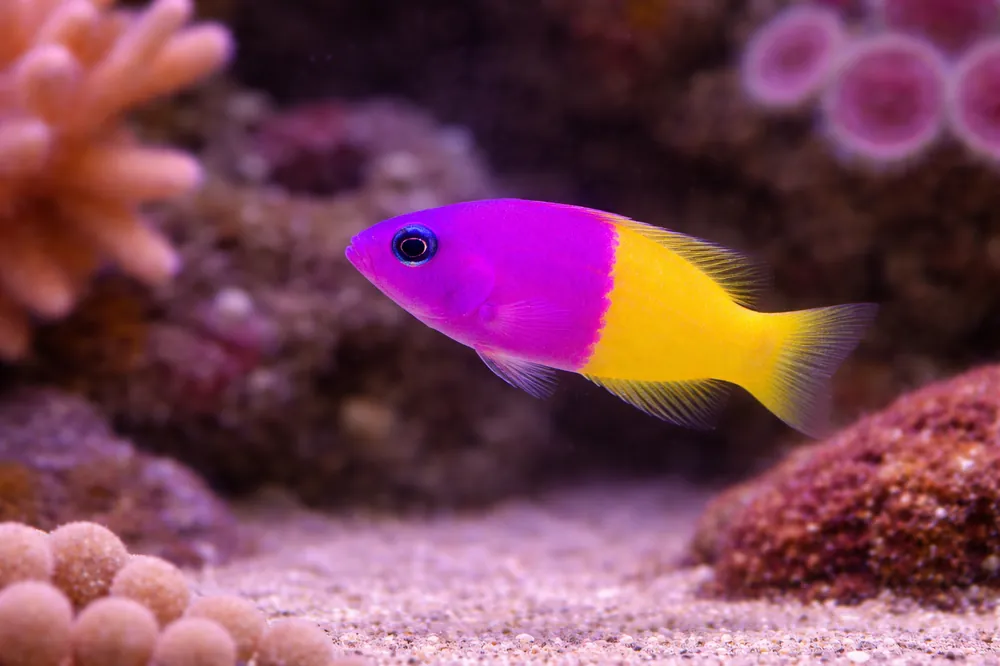 Bi color Dotty Back - Natural Environment Aquatix