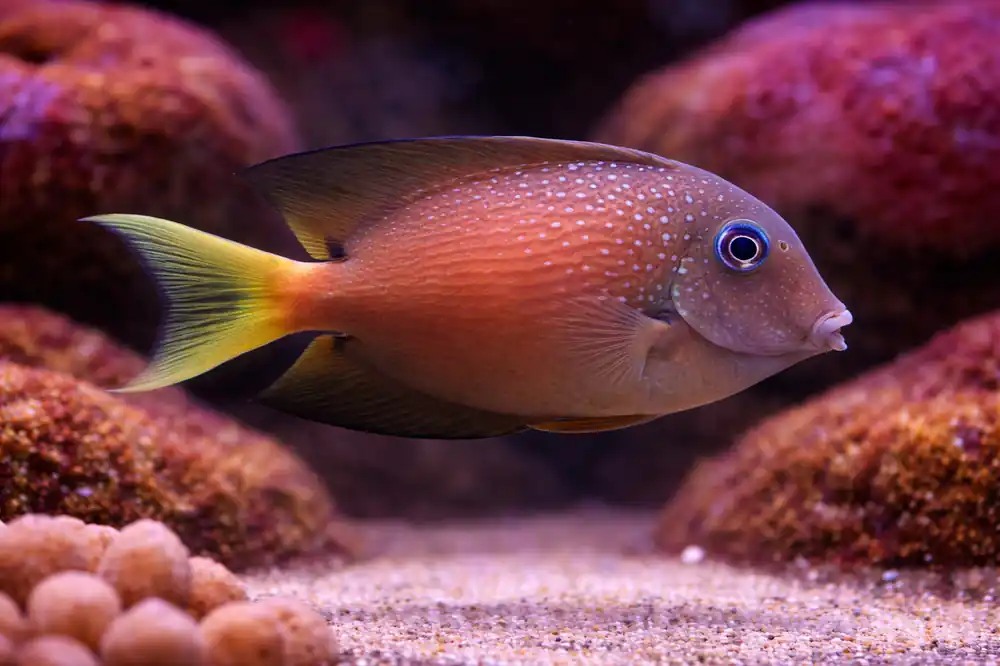 Blue Eye Tang - Natural Environment Aquatix
