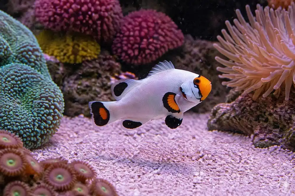 Platinum Clownfish - Natural Environment Aquatix