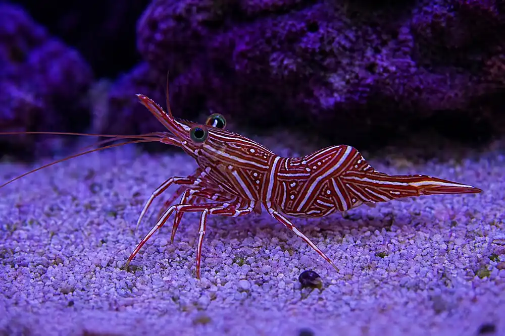 Camel Shrimp - Natural Environment Aquatix
