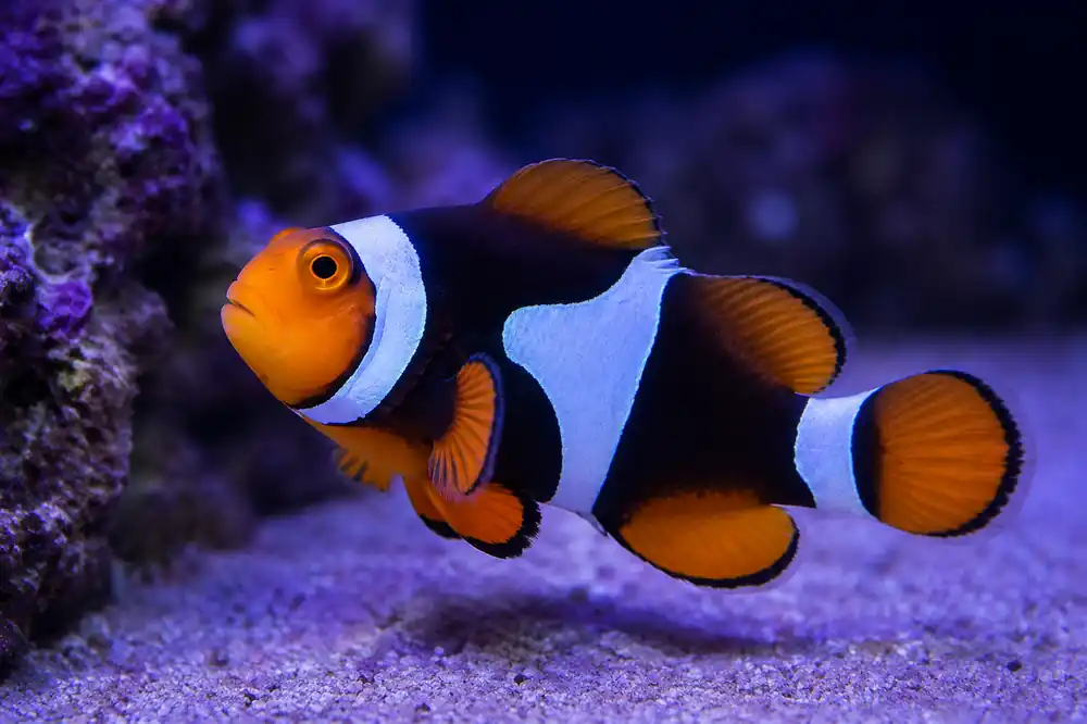 Black Onyx Clownfish - Natural Environment Aquatix