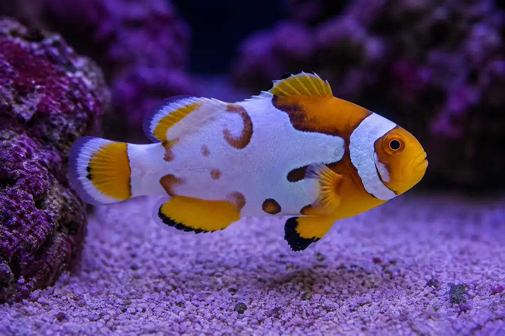 Nebula Picasso Clownfish - Natural Environment Aquatix