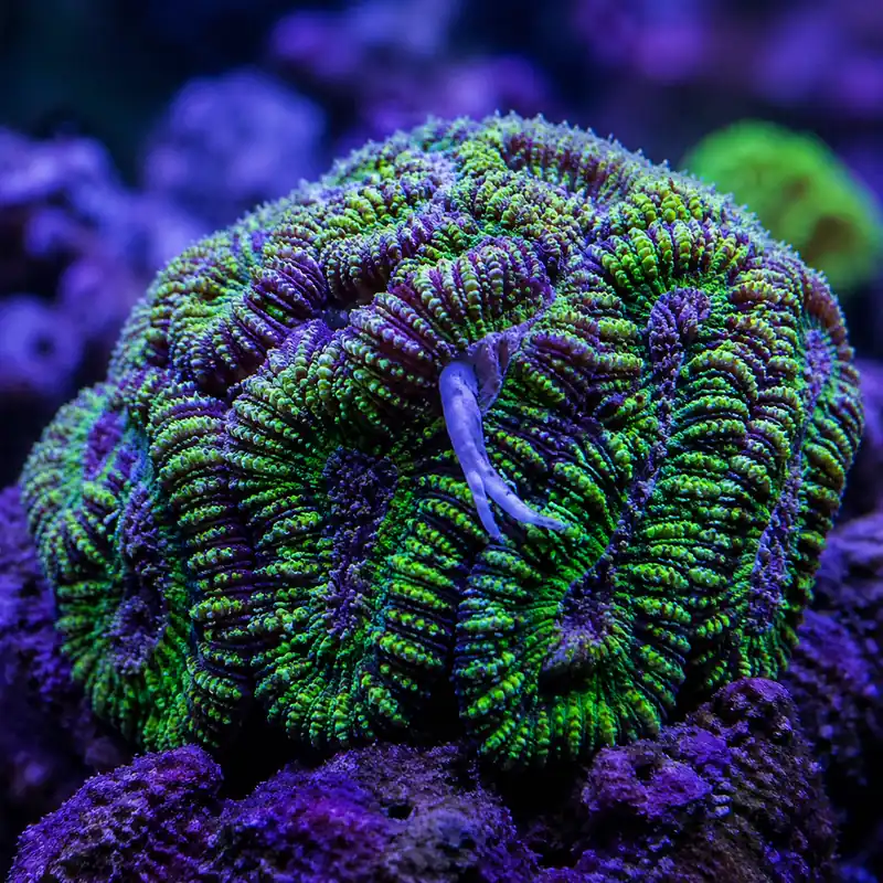 Dangle Favia Coral - Natural Environment Aquatix