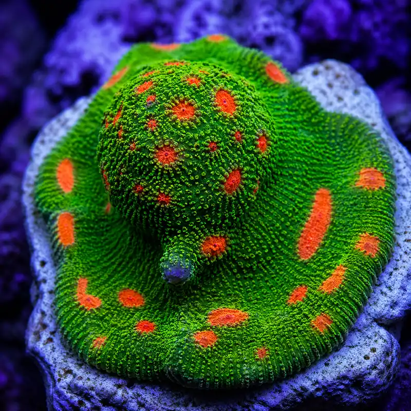 Bubble Gum Chalice - Natural Environment Aquatix