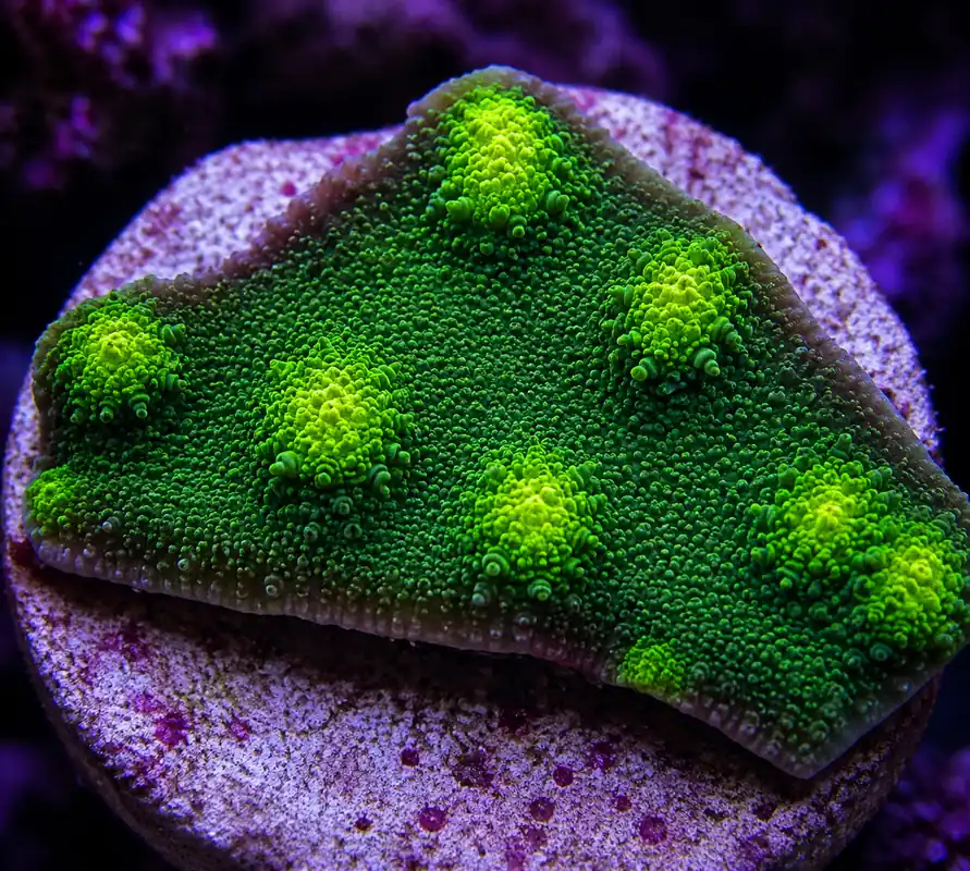 Hollywood Stunner Coral - Natural Environment Aquatix