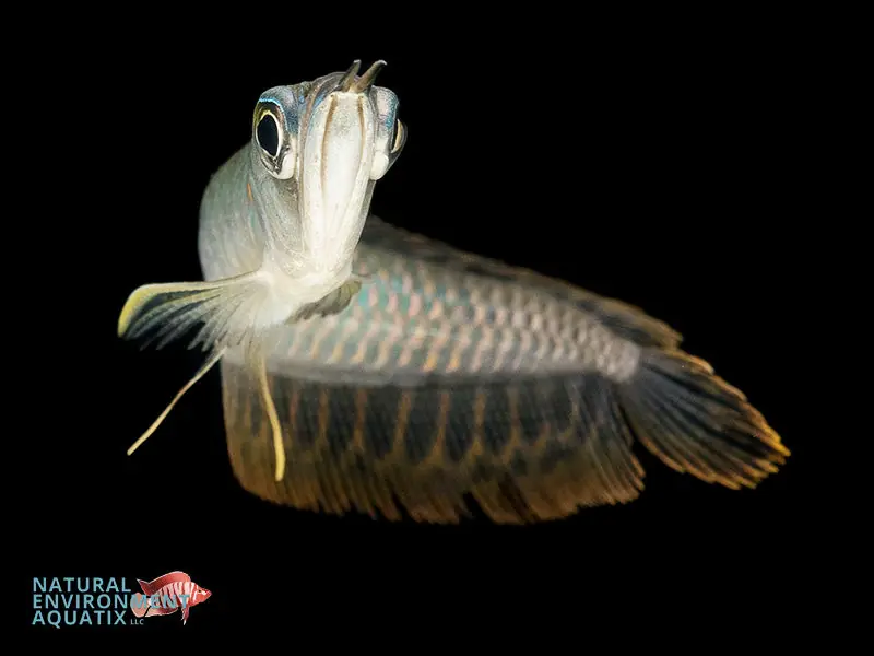 Silver Arowana (SM) - Carolina Aquatics