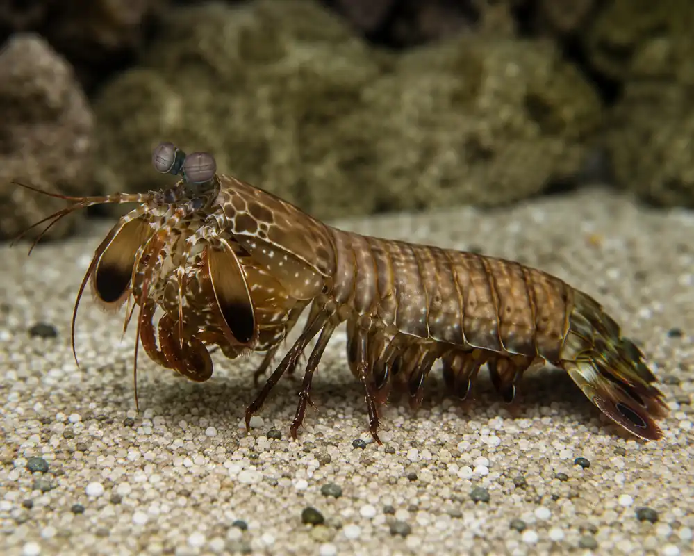 Mantis Shrimp - Natural Environment Aquatix