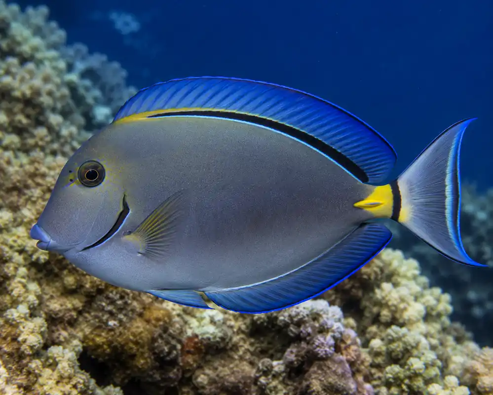 Ocean SurgeonFish - Emark Tropical Imports