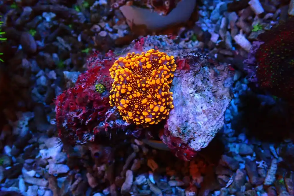 Ricordia Mushroom Orange - Natural Environment Aquatix