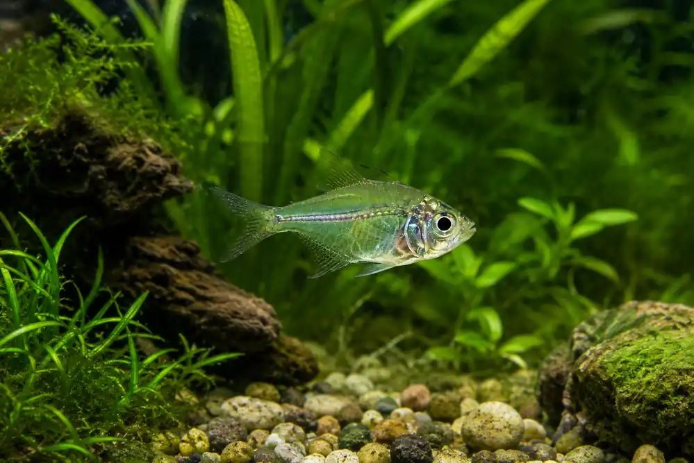 Glass Fish (Gymnochanda ploegi) - Natural Environment Aquatix