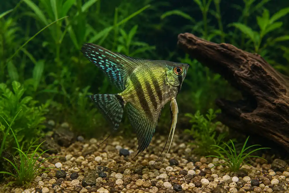 Blue Zebra Angelfish - Natural Environment Aquatix