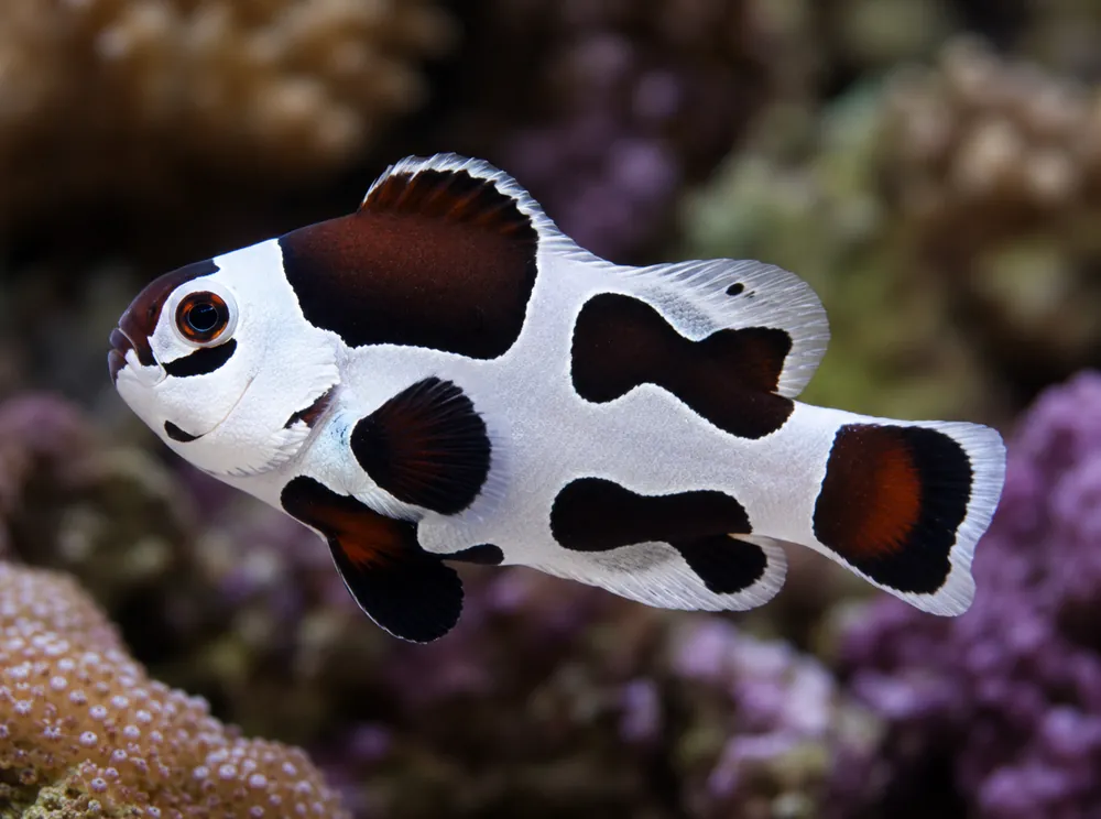 Mocha Storm Clownfish - Natural Environment Aquatix