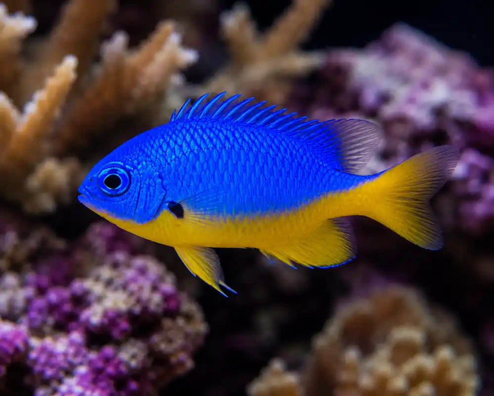 Azure Damsel - Natural Environment Aquatix