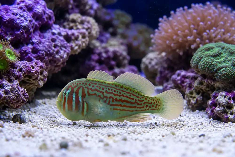 Green Clown Goby - Natural Environment Aquatix
