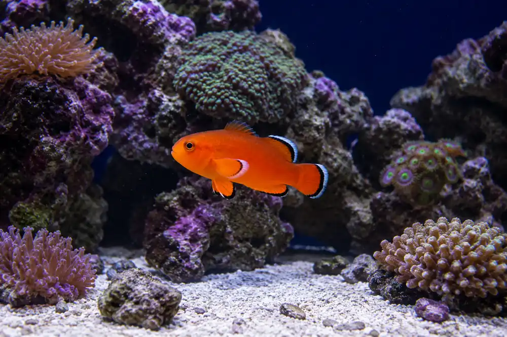 Naked Clownfish - Natural Environment Aquatix