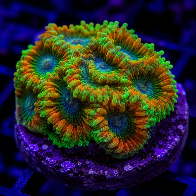 Duncan Coral Chunk - Natural Environment Aquatix