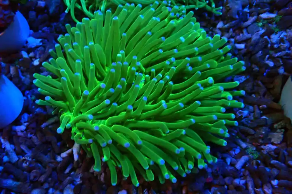 Cotton Candy Torch - Natural Environment Aquatix