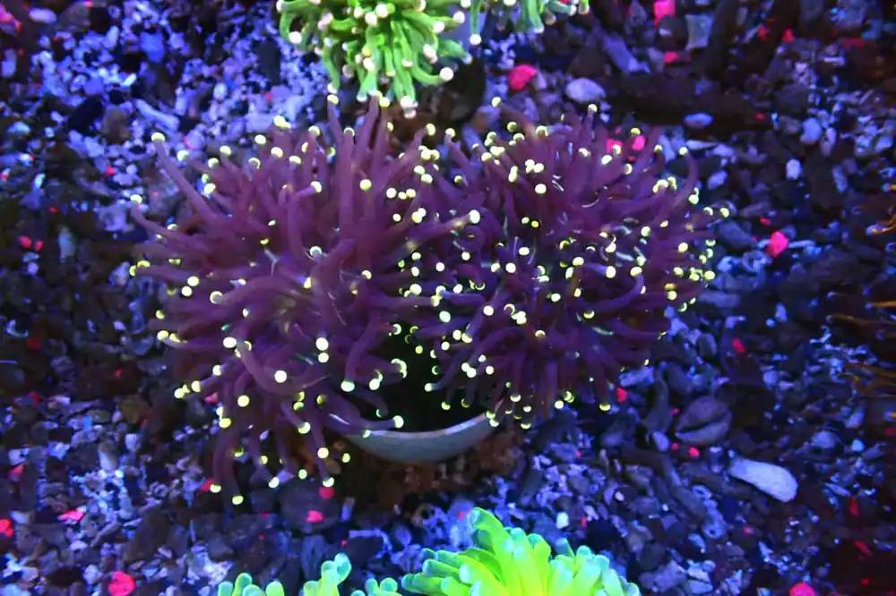 Joker Torch - Natural Environment Aquatix