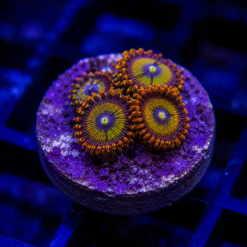 Zoa Frag - Natural Environment Aquatix