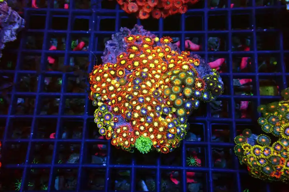 Zoa Garden - Natural Environment Aquatix