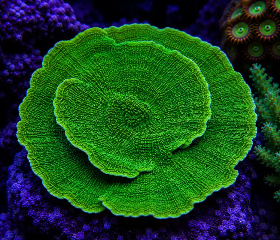Green Plate Coral - Natural Environment Aquatix