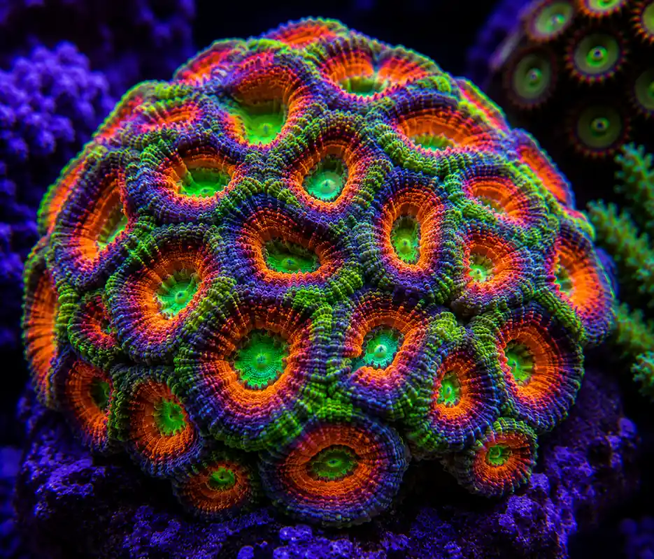 Indo Acan Colony - Natural Environment Aquatix